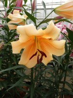 [5176 Eudoxia No01.JPG]